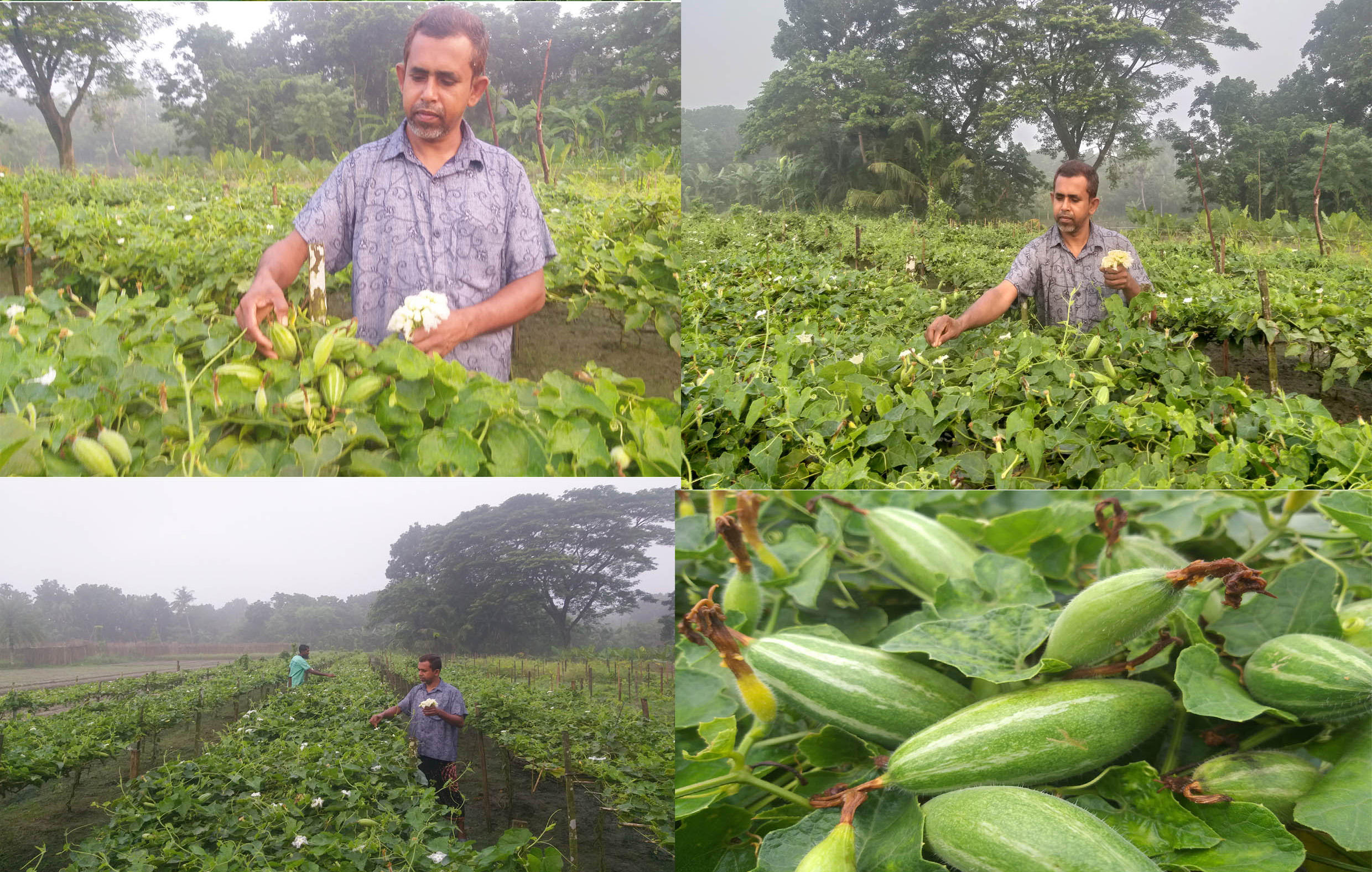 পটল চাষে খরচ কম, লাভ বেশি