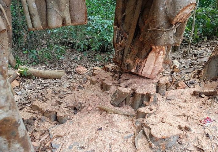 শিরকের অভিযোগে কাটা হল শতবর্ষী বটগাছ