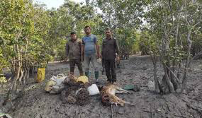 বনজীবীর ছদ্মবেশে চোরা শিকারিরা ধ্বংস করছে সুন্দরবন