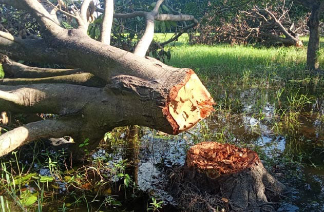রামেবি ক্যাম্পাসের শত শত গাছ লুটের অভিযোগ