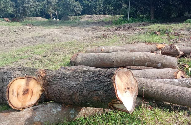 রামেবি ক্যাম্পাসের শত শত গাছ লুটের অভিযোগ